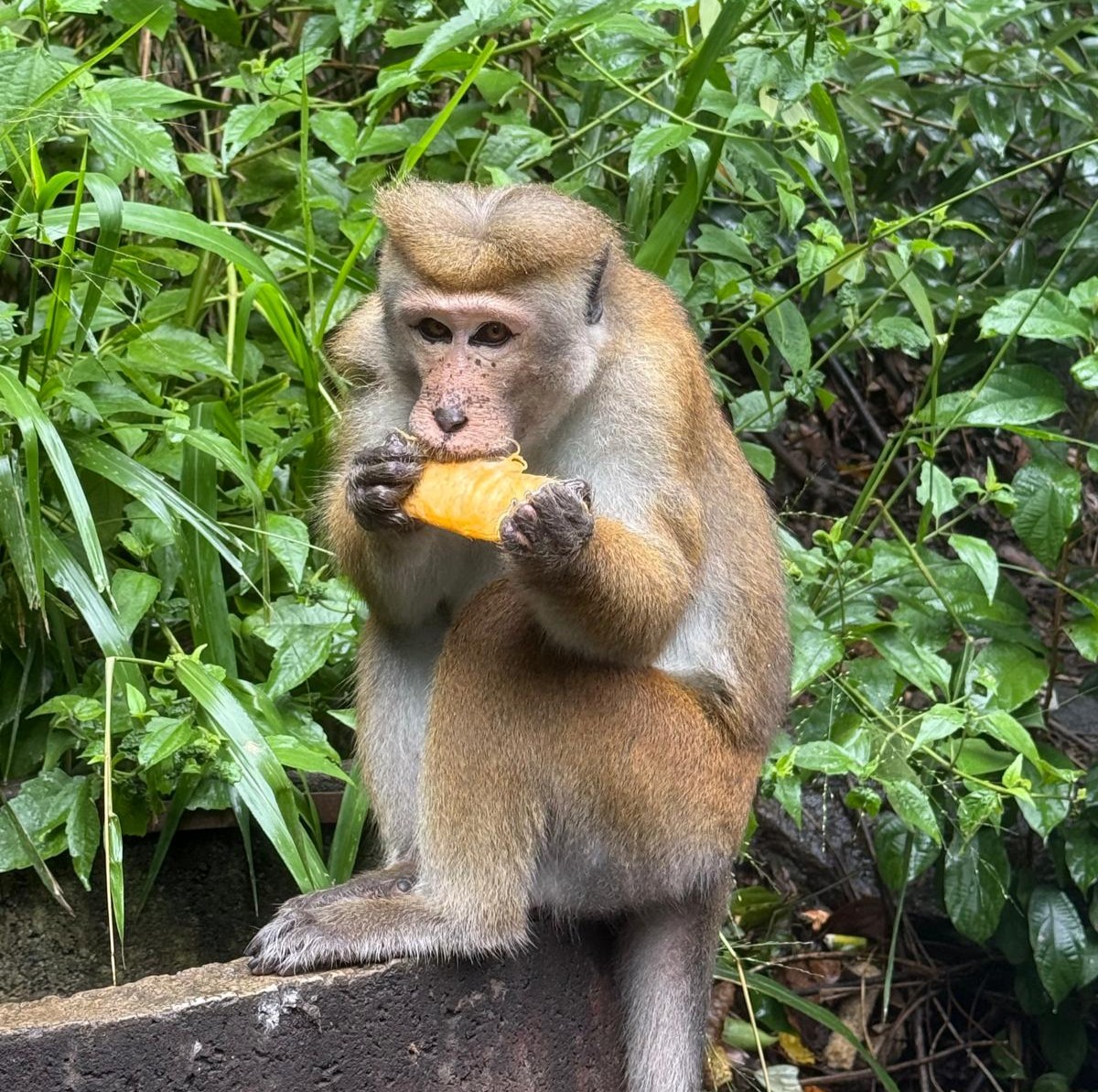 Monkey eating a mango