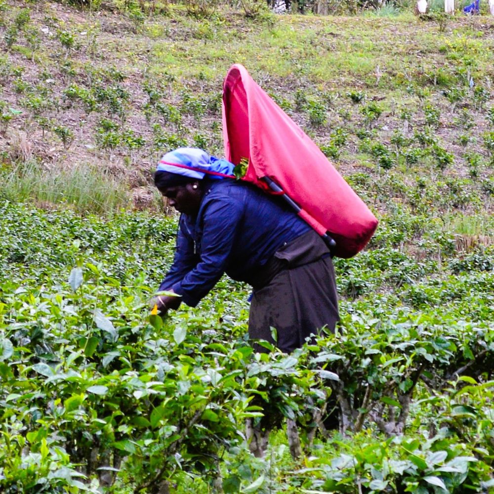 Tea-picker