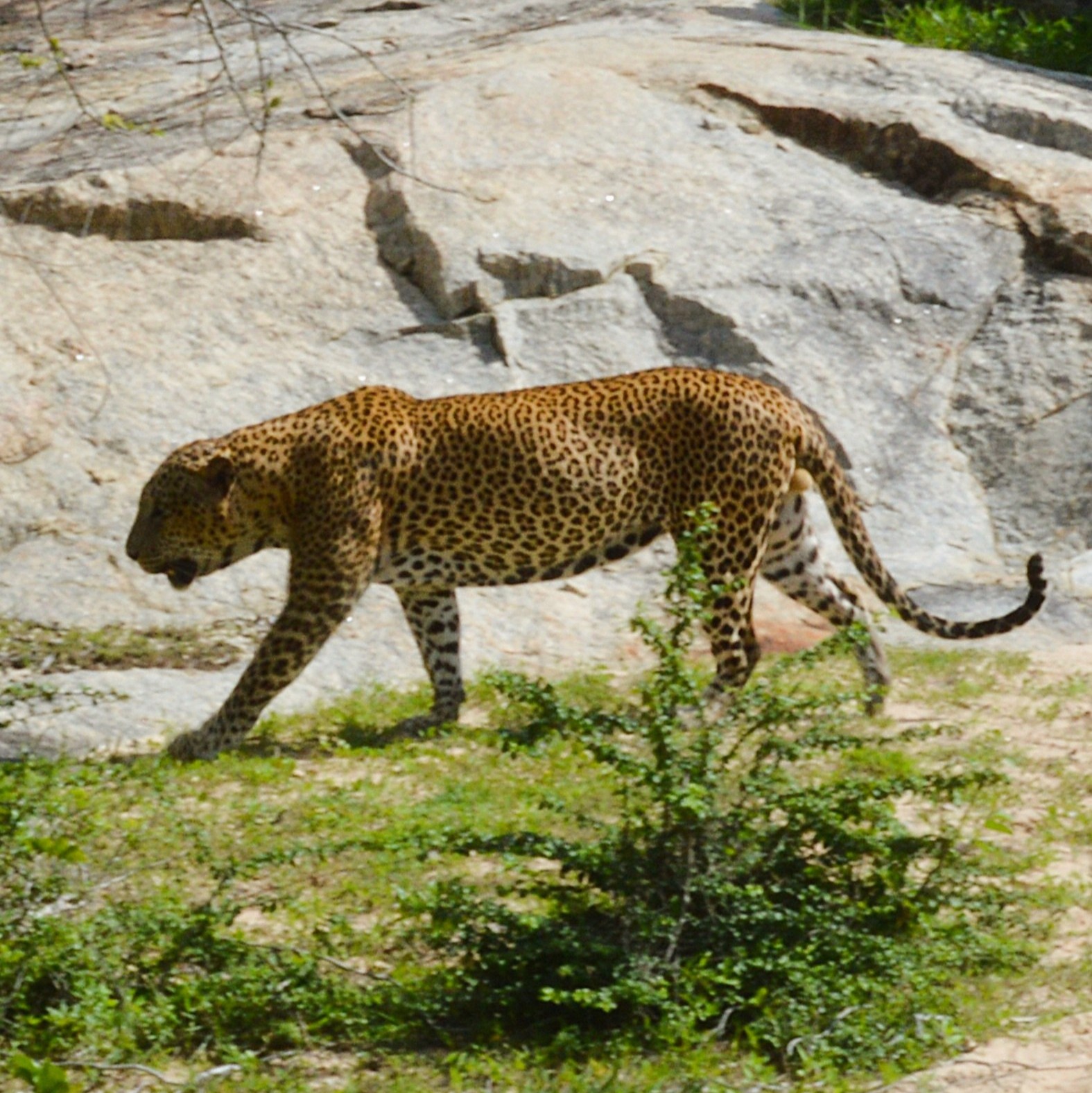 Leopard